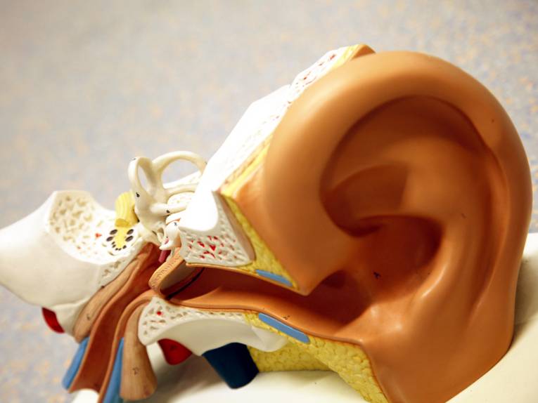 Modell des Innenohrs